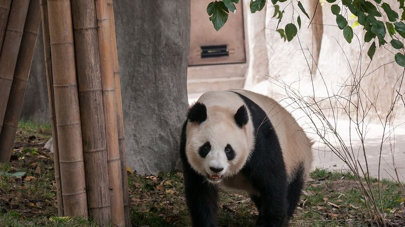 Chengdu Panda Base