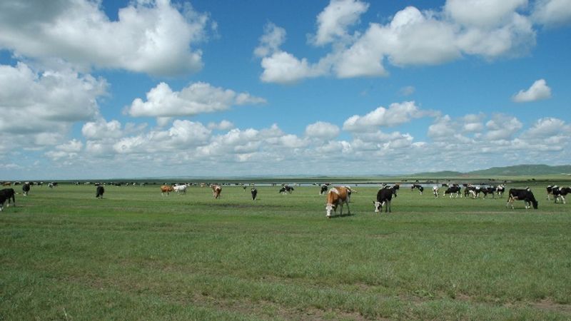 Hulunbuir Grassland