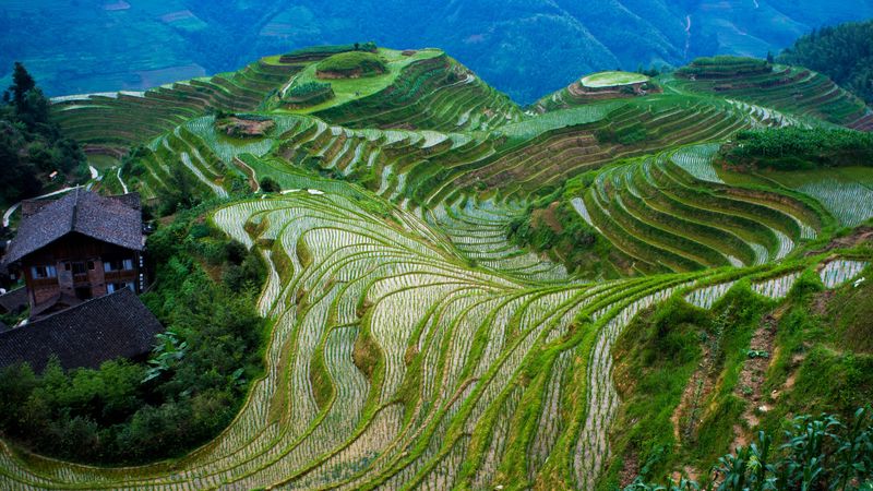 Longji Rice Terraces