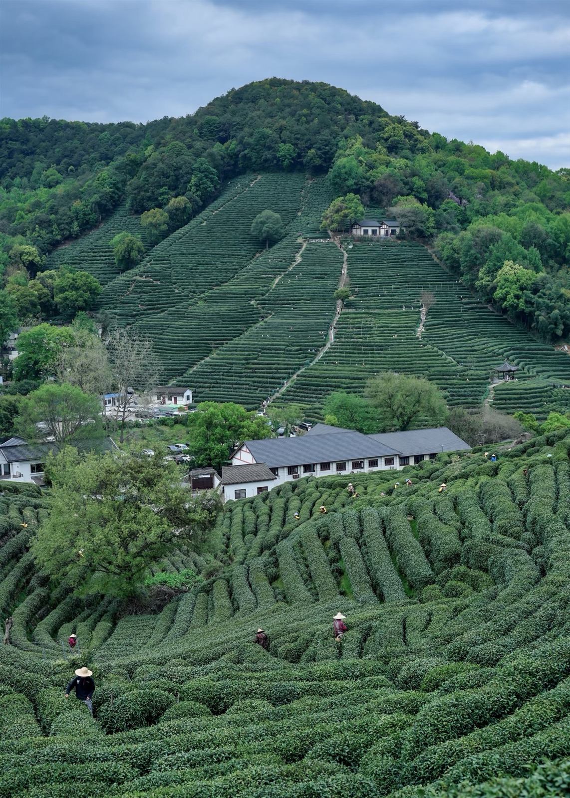 Tea Picking in the Longjing Hills — photo 2